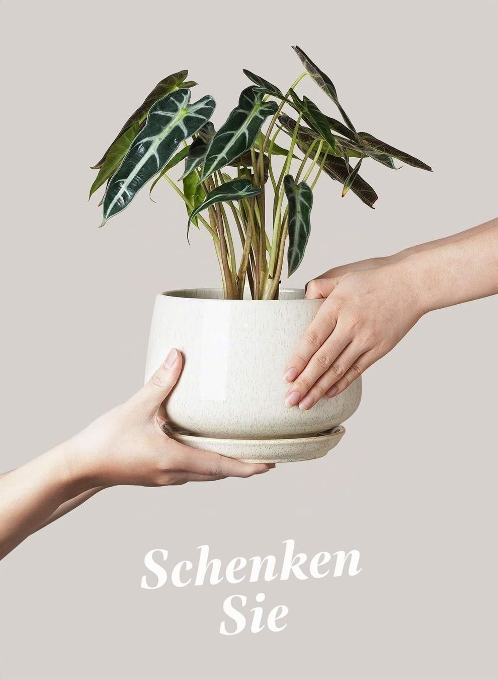Vasi per fiori: Keramik Blumentöpfe 3er Set mit Untersetzer Beige – Nuovo e nell'imballaggio originale da Zürich venduto da jasminleut 7
