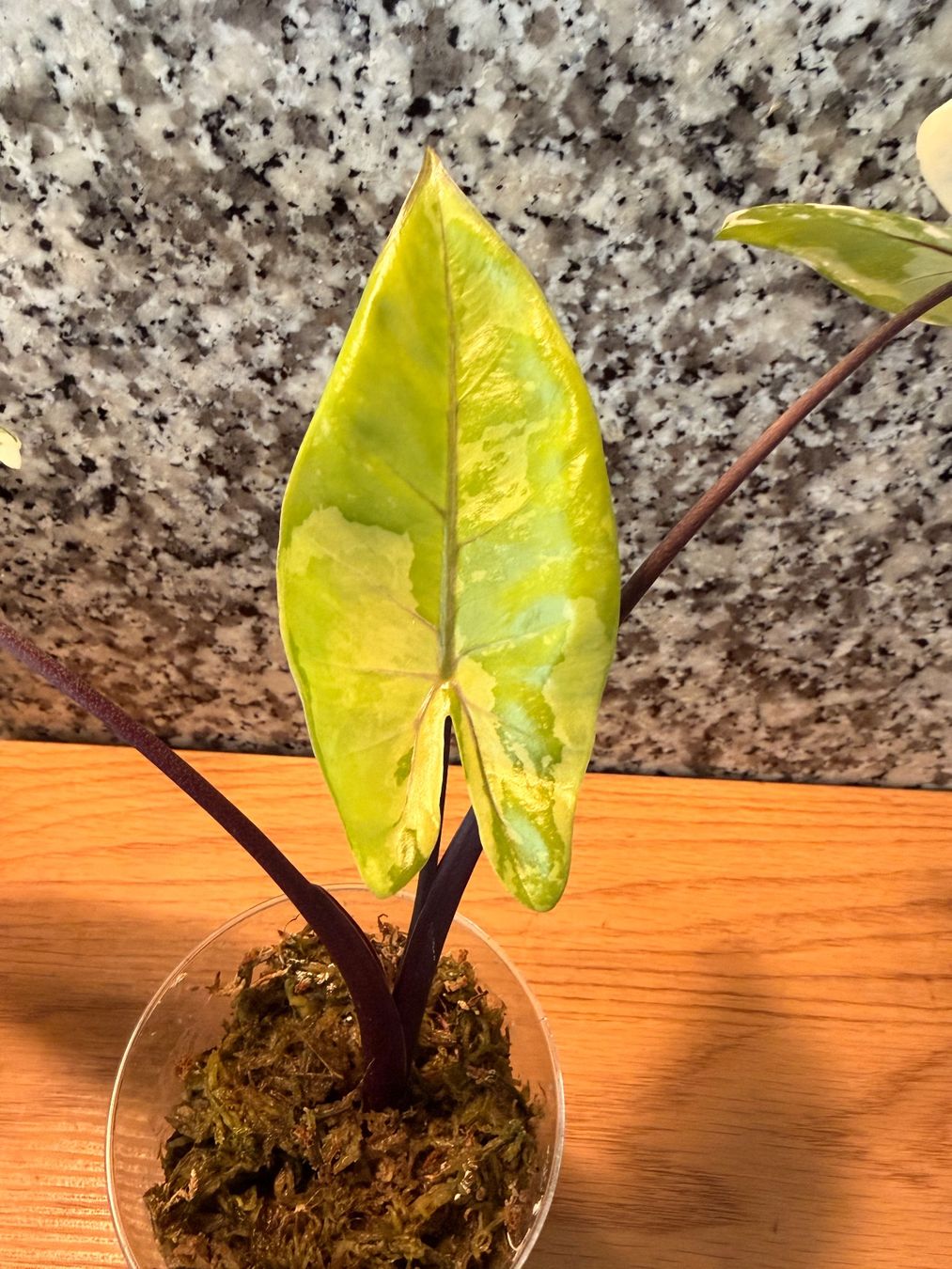 Piante & sementi: Alocasia Black Stem Albo – Nuovo (secondo la descrizione) da Kaiseraugst venduto da dka_b97z 4