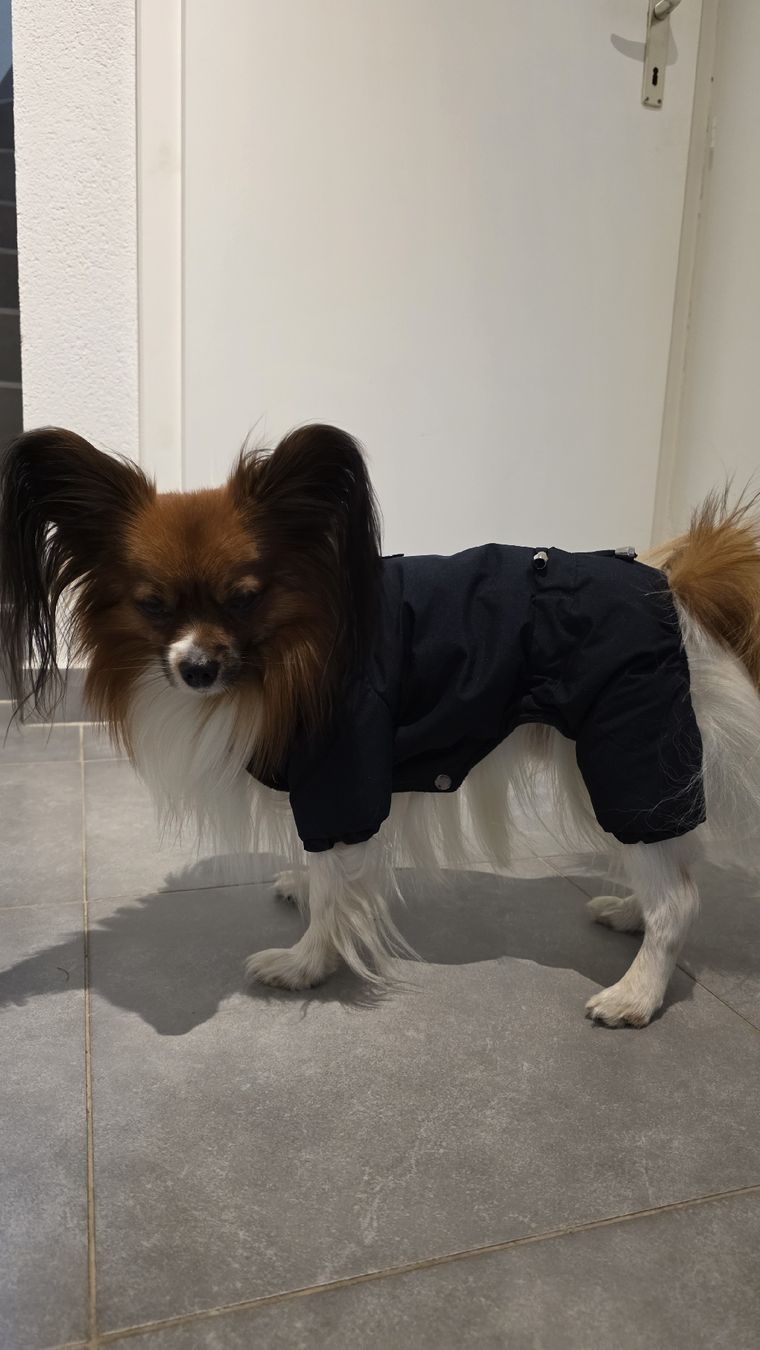 Abbigliamento: vêtements pour chien  – Usato da Fontainemelon venduto da ale_b865