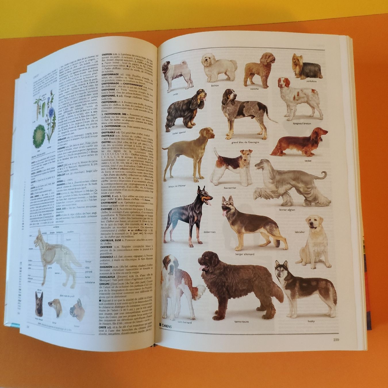 Bücher: Le petit Larousse illustré 2006 , 1855 pages – Neu (gemäss Beschreibung) aus Lausanne von Jdelta 2