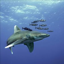 Profile image of longimanus3