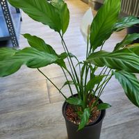 Top Zimmerpflanze Friedenslilie (Spathiphyllum) 