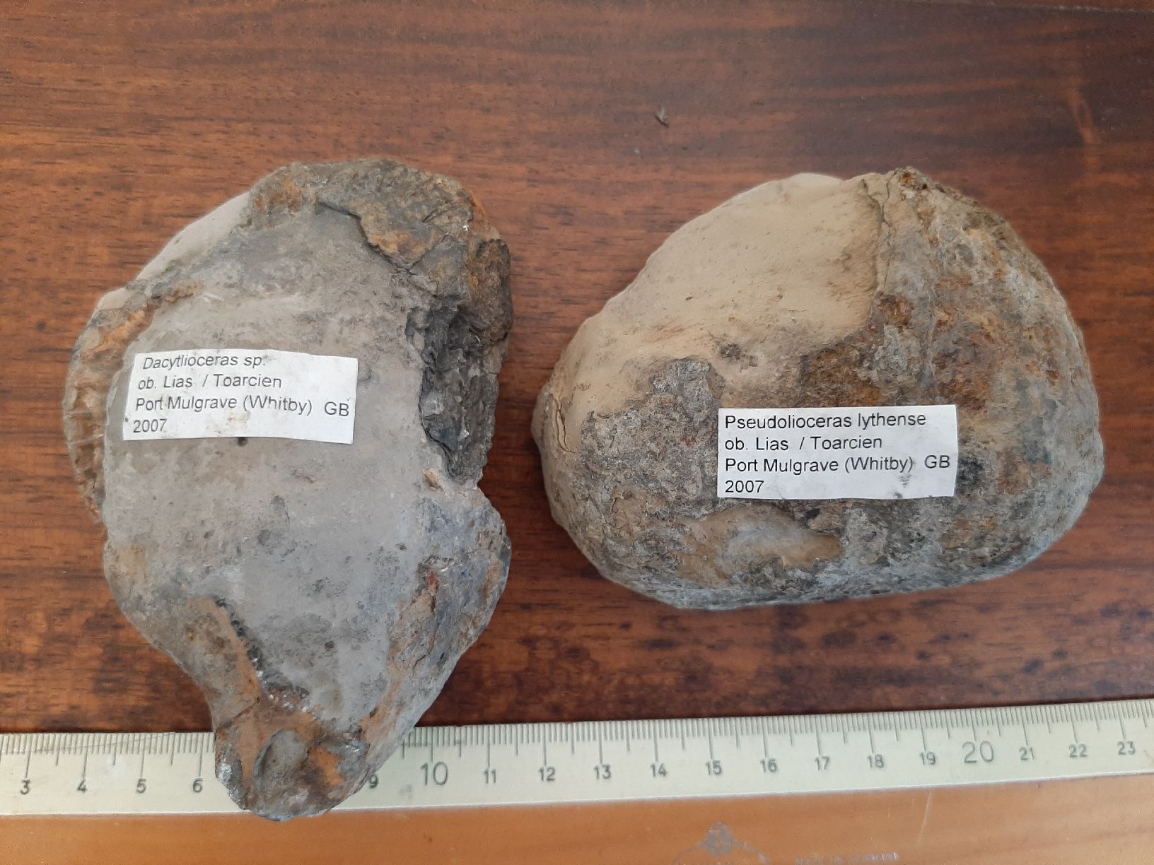 Fossili: Zwei Ammoniten England – Usato da Rickenbach BL venduto da Oktober68 6