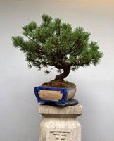 Pinus Bonsai 50+ Jahre mit Schweizer Unikatschale