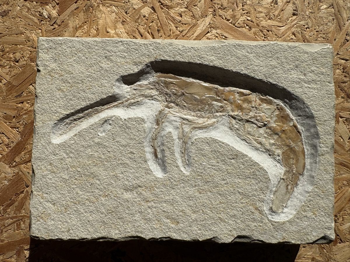 Fossilien: Fossile Krustentiere – Gebraucht aus Biel/Bienne von nimmes 1