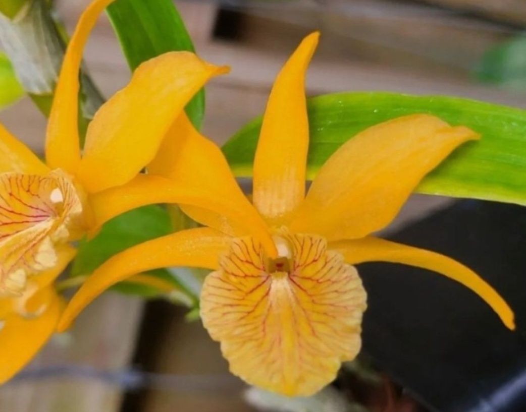 Piante & sementi: Orchidee Dendrobium Chin Sai Orange – Usato da Jona venduto da Smurnaya