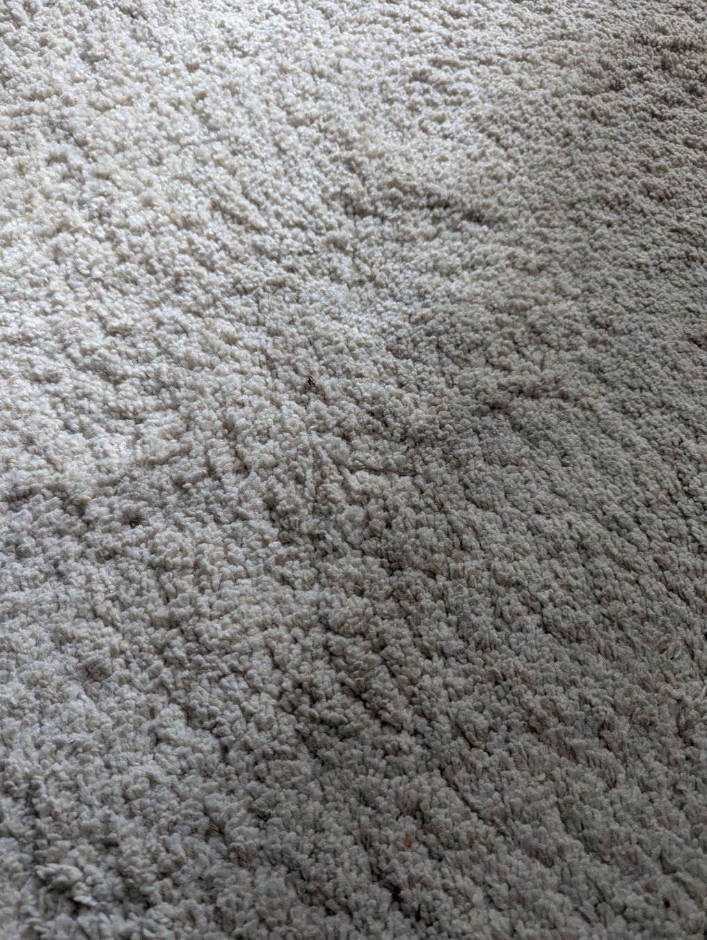 Ikea Tappeti: Teppich Adum 2x3m Ikea – Usato da Winterthur venduto da joh_mj2t 1