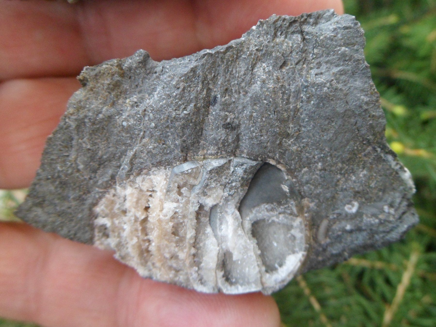 Fossilien: Fossil, Nautilus, Schweiz – Gebraucht aus Affoltern am Albis von Fossil60 4