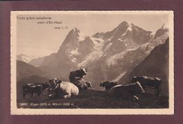 EIGER - MÖNCH - Kühe - Verset - 1917 Feldpost // Eckbug //