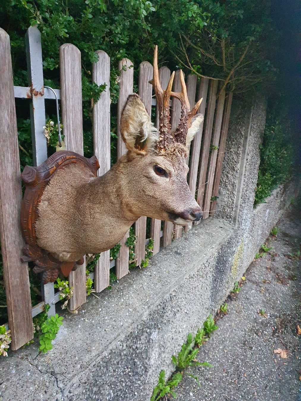 Altre raccolte & rarità: schöner Rehbockkopf – Usato da Wangen b. Olten venduto da Hecht62xyz 3