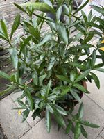 Oleander