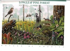 USA Longleaf Pine Forest 1 KB **