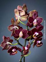 Orchidee - Doritaenopsis Esmee - Burgundy-Schönheit