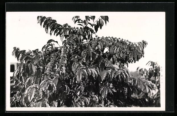 Cartoline postali: Foto-AK Casimir Zagourski, Ein Kaffeebau – Usato da Berlin venduto da bartko-reher