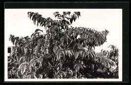 Foto-AK Casimir Zagourski, Ein Kaffeebau