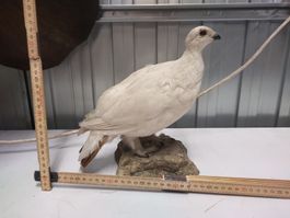 Schneehuhn Präparat, Jagdtrophäe,  Selten!