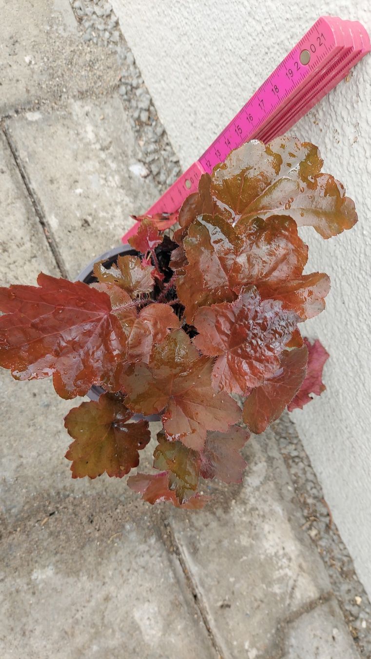 Piante & sementi: Purpurglöckchen – Heuchera – Nuovo (secondo la descrizione) da Thalheim venduto da silvara01 2