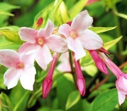 Piante & sementi: Jasmin rose 20cm RARE 3x – Nuovo (secondo la descrizione) da Bremblens venduto da FIBONACCI369 1