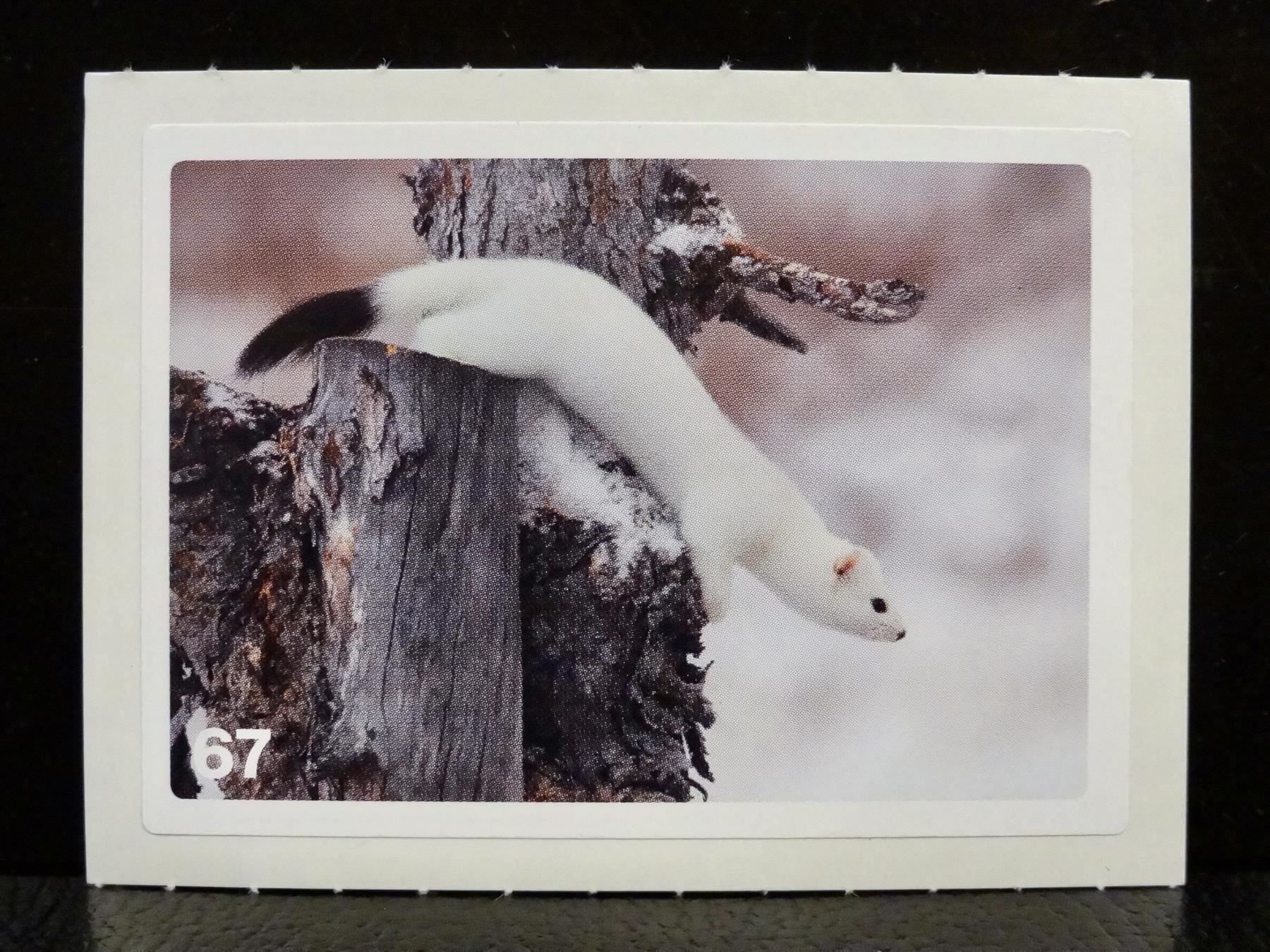 Migros Carte collezionabili: MIGROS MANIA Nature Detectives Nr. 67 – Usato da Kerzers venduto da zimmergruen