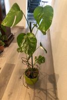 Pflanze Blume Monstera deliciosa 'Variegata Blumen