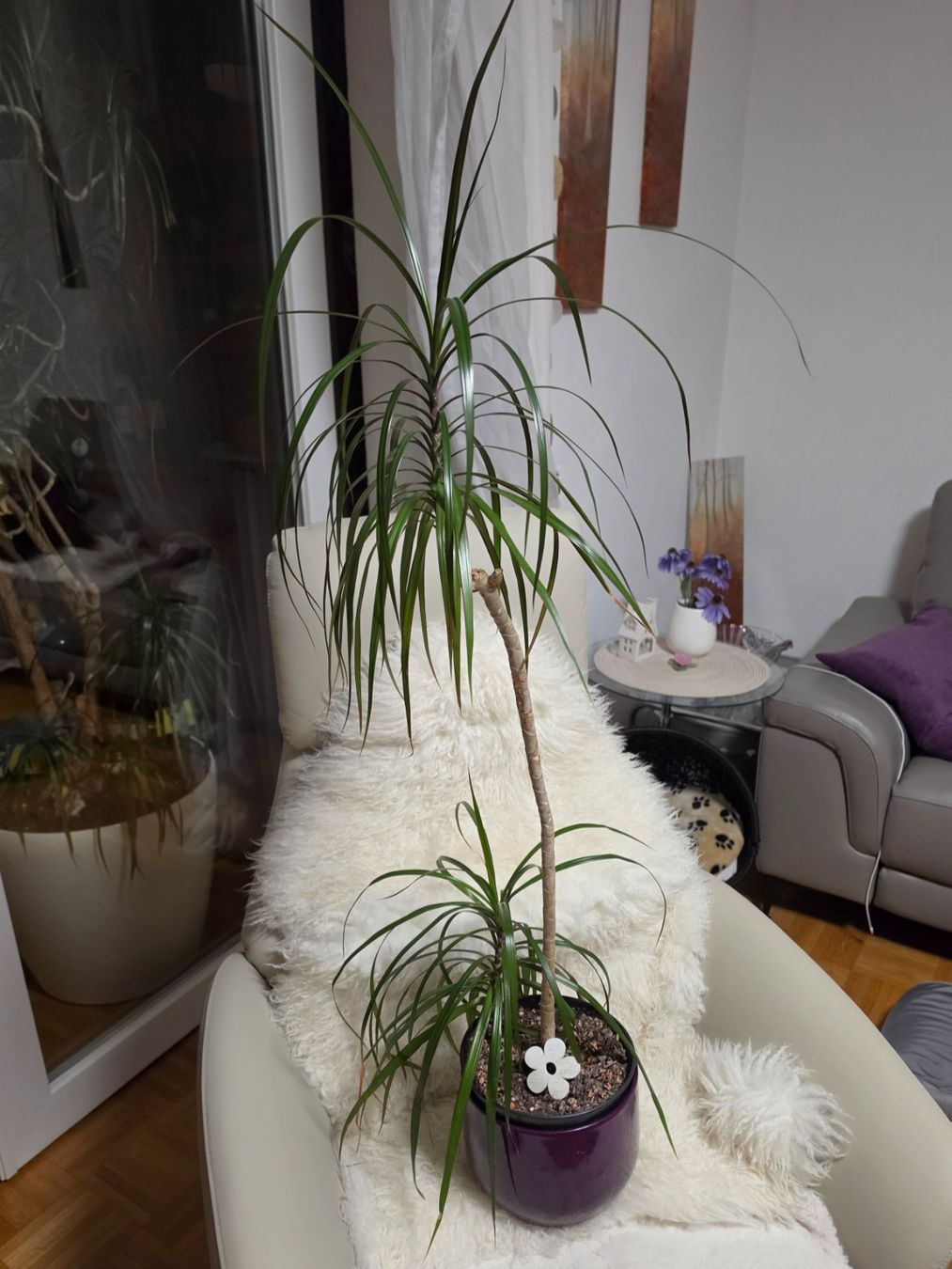 Piante & sementi: Dracaena Marginata Zimmerpflanze / Drachenbaum – Usato da Liestal venduto da Shelby787 3
