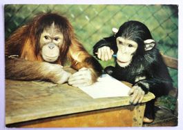 Zoologischer Garten Basel, Orang Utan und Schimpanse