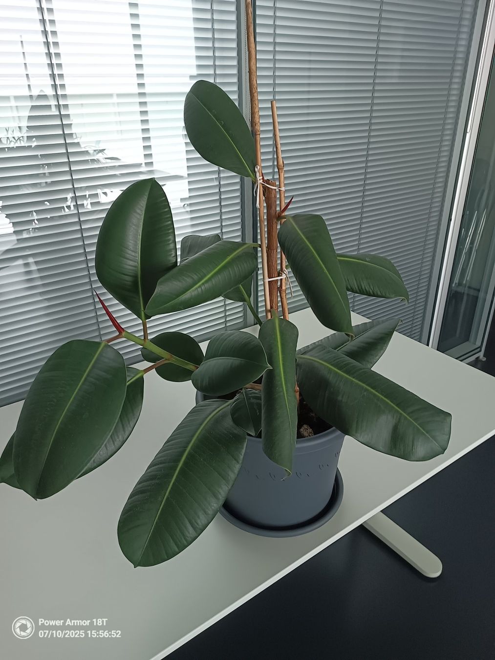 Gummibaum (Ficus elastica) (Gebraucht) in Winterthur fr CHF 30  nur  Abholung auf Ricardo kaufen