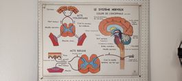 Wunderschönes Medizin Wandbild Französisch Nr 8 Doppelseitig