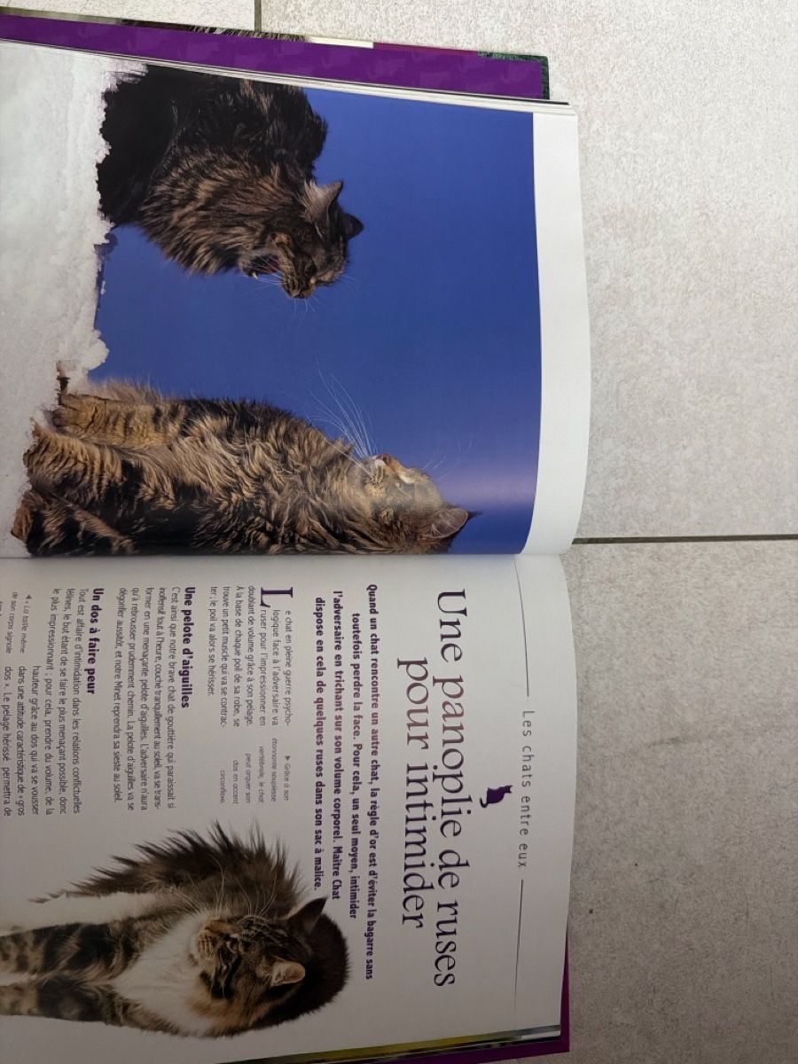 Libri: Secrets de Chats Attitudes Langage Comportement Book – Usato da Martigny venduto da Jacoosh1234 5