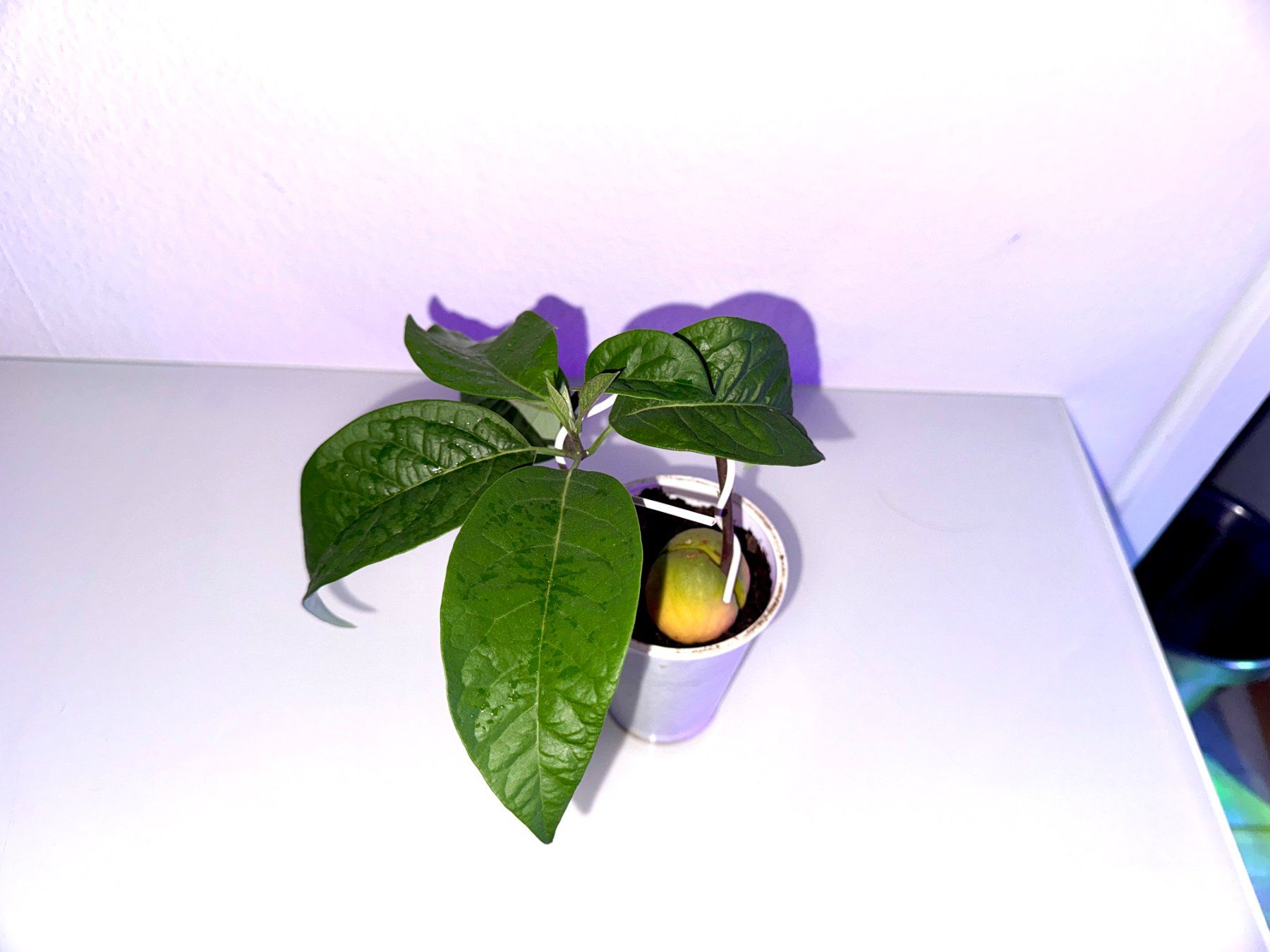 Plantes & graines: Avocado Baum, Bonsai – D'occasion à Schlieren par Edgar_k 5