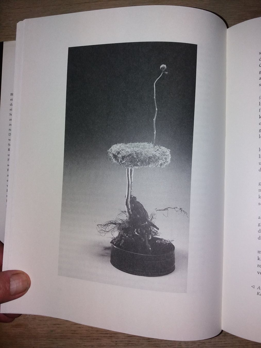 Libri: FASZINATION Ikebana japan – Usato da Welschenrohr venduto da Regool 2
