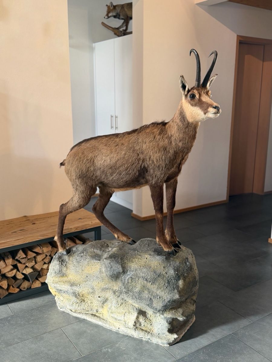 Il mondo degli animali: Gamsbock Präparat – Usato da Rueun venduto da Scarpa15