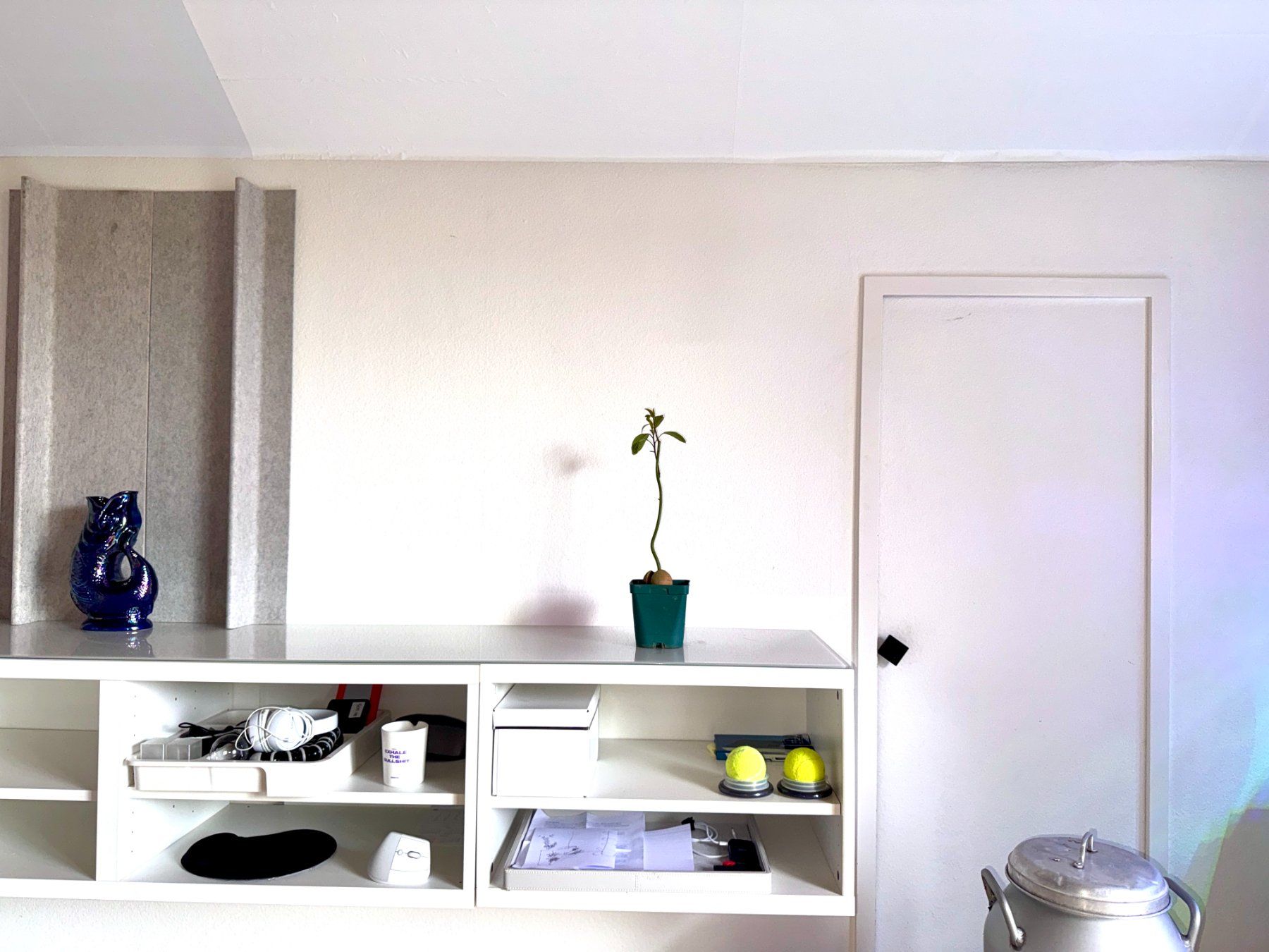 Plantes & graines: Avocado Baum (wiggle trunk) – D'occasion à Schlieren par Edgar_k 2