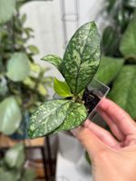 Hoya crassipetiolata splash ✨