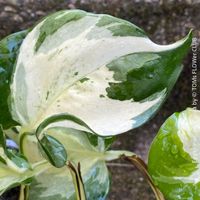 Epipremnum Manjula - frische Stecklinge zum Selber-Bewurzeln