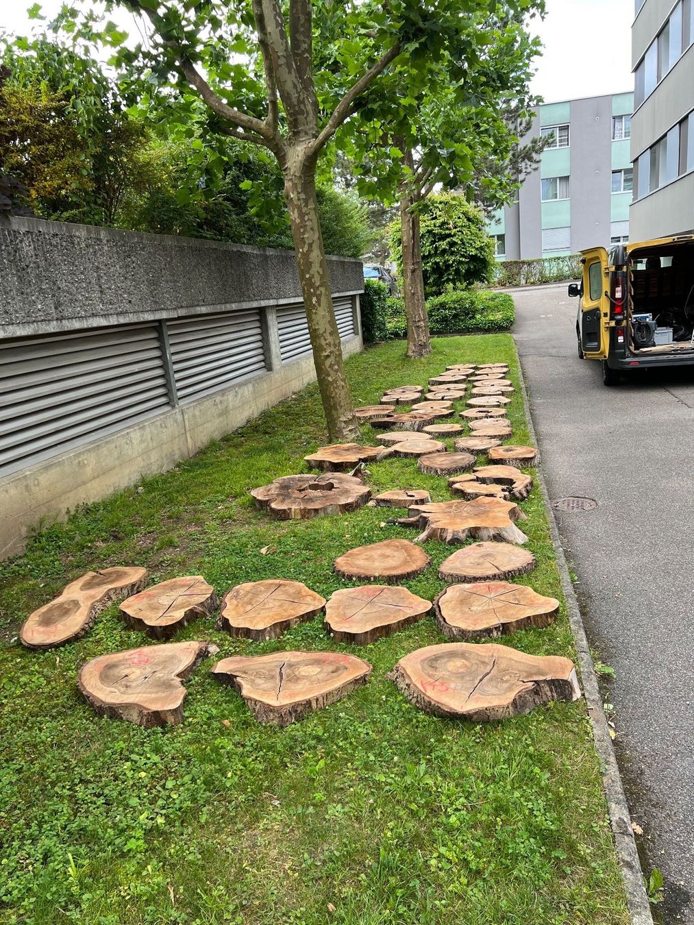 Holzartikel: Nussbaumscheiben / Stamm 31 Stück – Neu (gemäss Beschreibung) aus Port von N.v.A 1