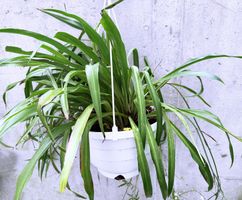 CHLOROPHYTUM*WASSERLILIE*****