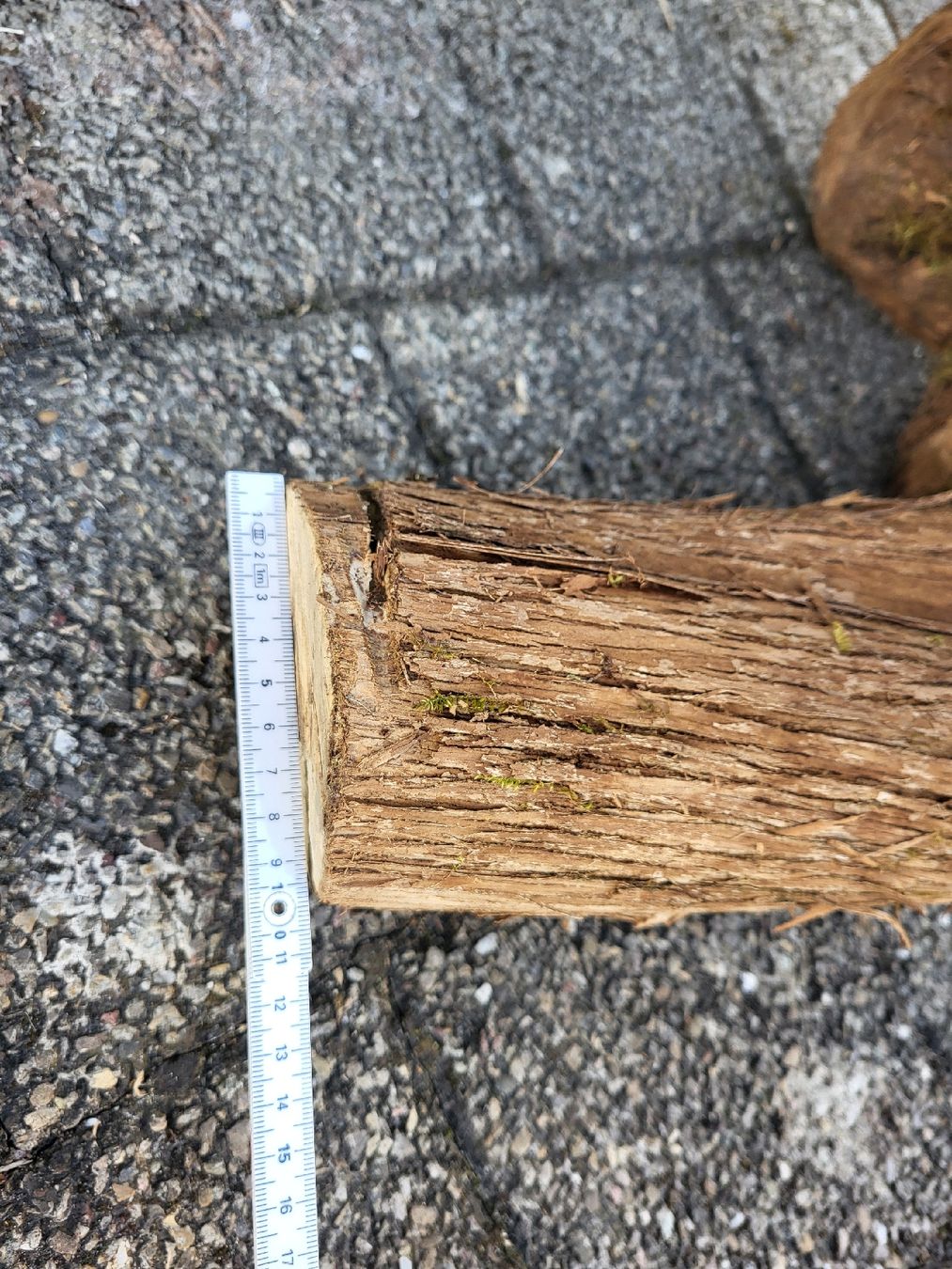 Articoli in legno: Drechselholz Flieder – Nuovo (secondo la descrizione) da Bubikon venduto da Munze1 3