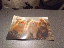 Karte verschiedene Katzen