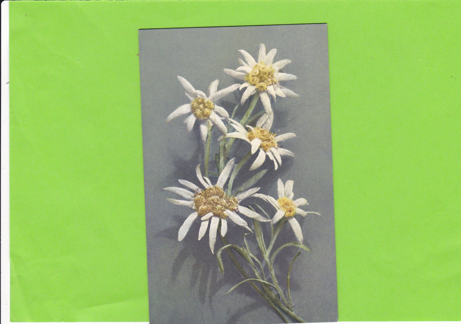 Cartes postales: Edelweiss – D'occasion à St. Peterzell par neckertal