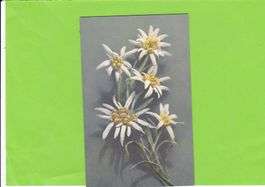 Edelweiss