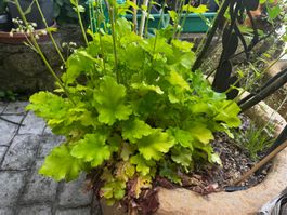 Heuchere vert/jaune vivace