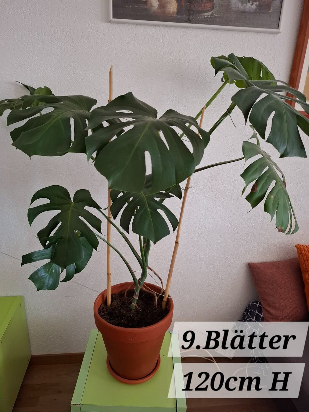Plantes & graines: Köstliches Fensterblatt Pflanze – D'occasion à Amriswil par Bany