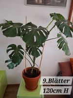 Köstliches Fensterblatt Pflanze