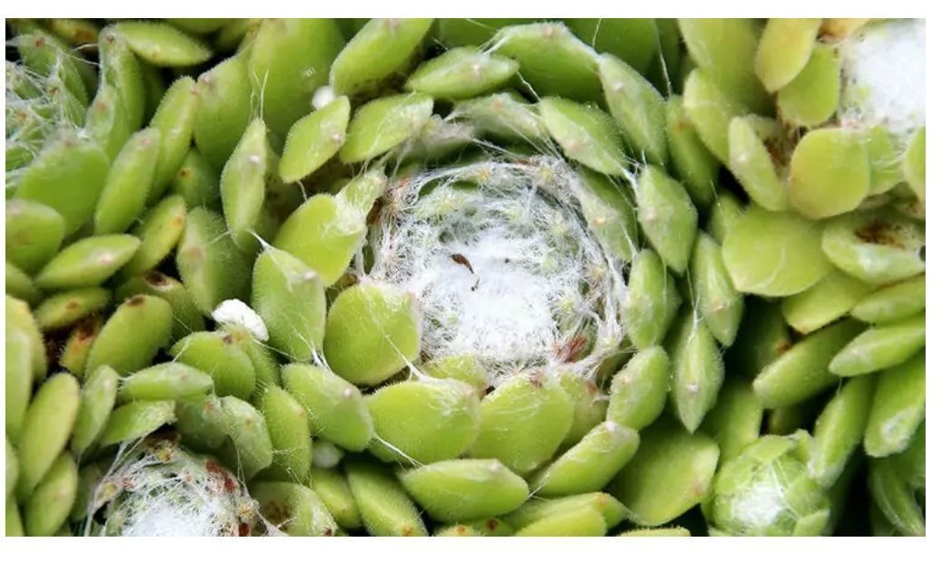 Piante & sementi: HAUSWURZ - Sempervivum Arachnoideum – Nuovo (secondo la descrizione) da Buchs AG venduto da fischli610 2