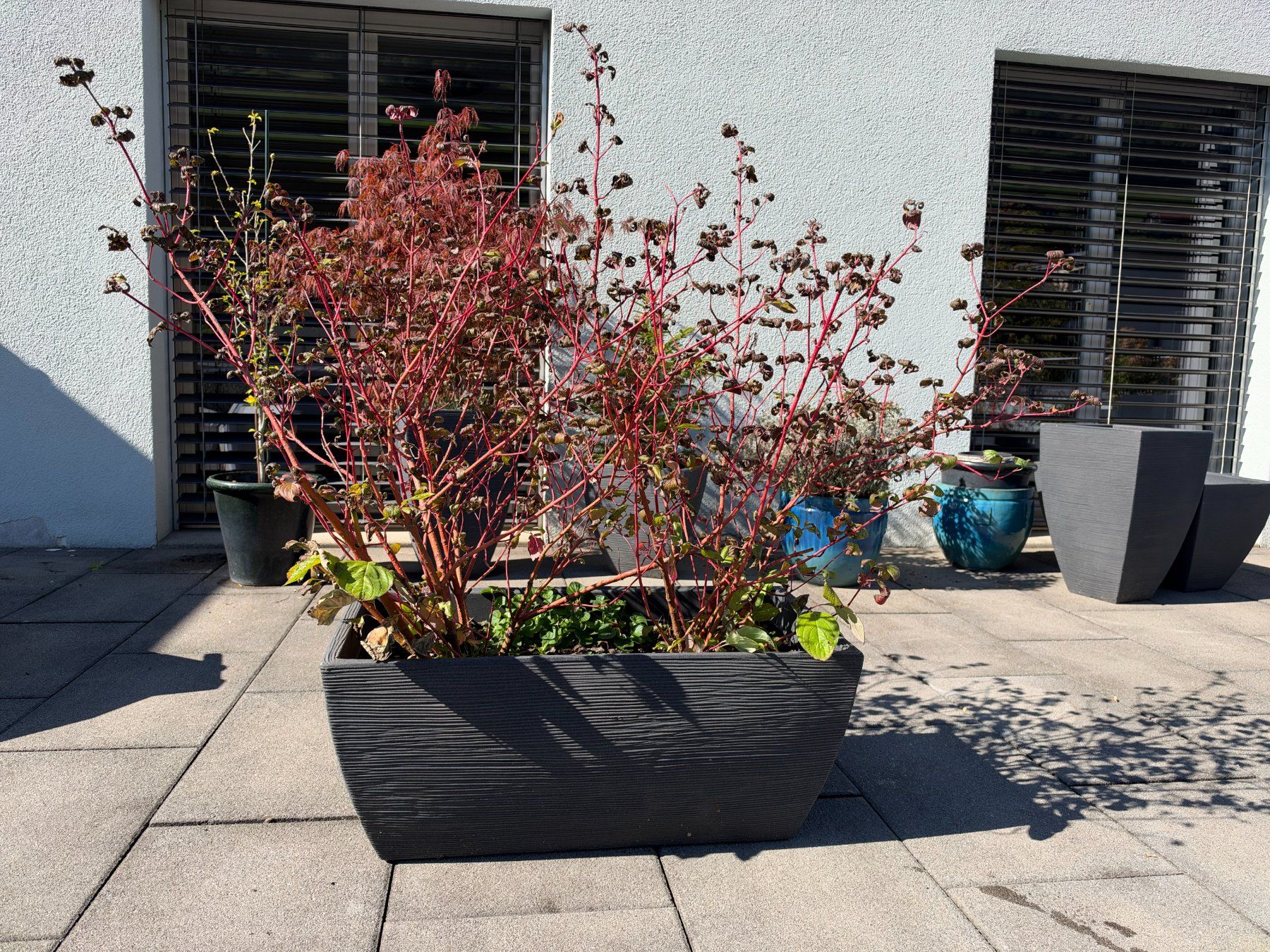 Piante & sementi: Echter Hartigal – Usato da Root venduto da calmchris 3