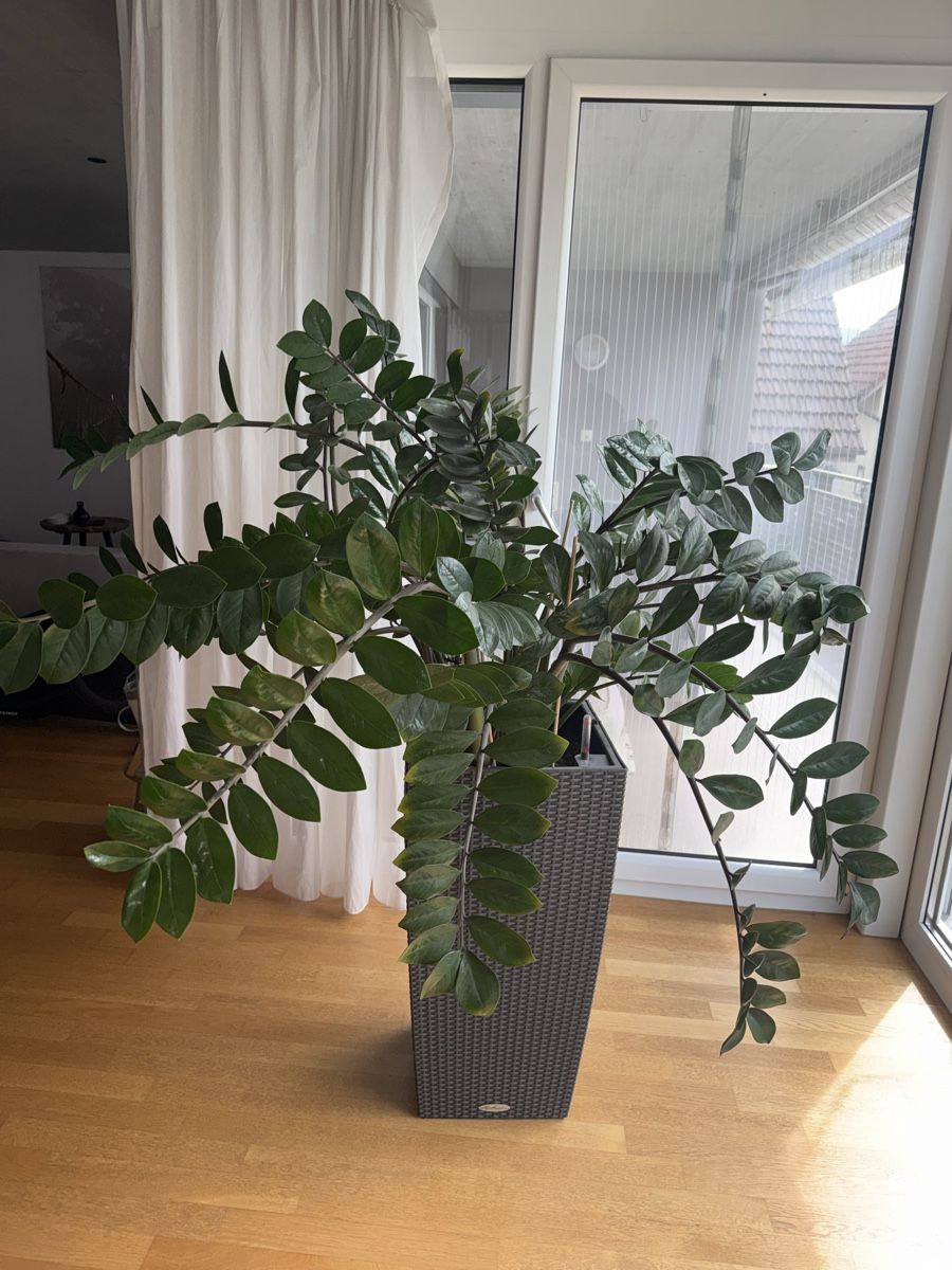 Pflanzen & Samen: Zamioculcas Zimmerplanze – Gebraucht aus Kriessern von Type-S 1