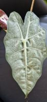 🤩Alocasia Amazonica Mint Variegata Rhizom 
