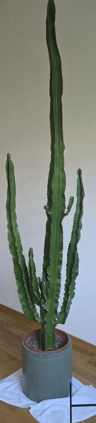 Piante & sementi: Grand cactus cierges du Pérou - 201 cm – Usato da Lutry venduto da Tinu1991