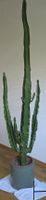 Grand cactus cierges du Pérou - 201 cm